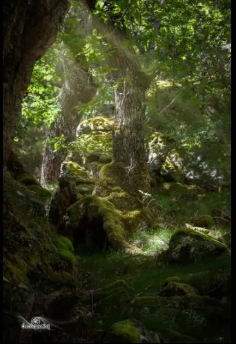 Bosque