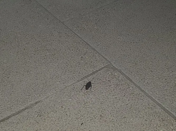 plaga cucarachas