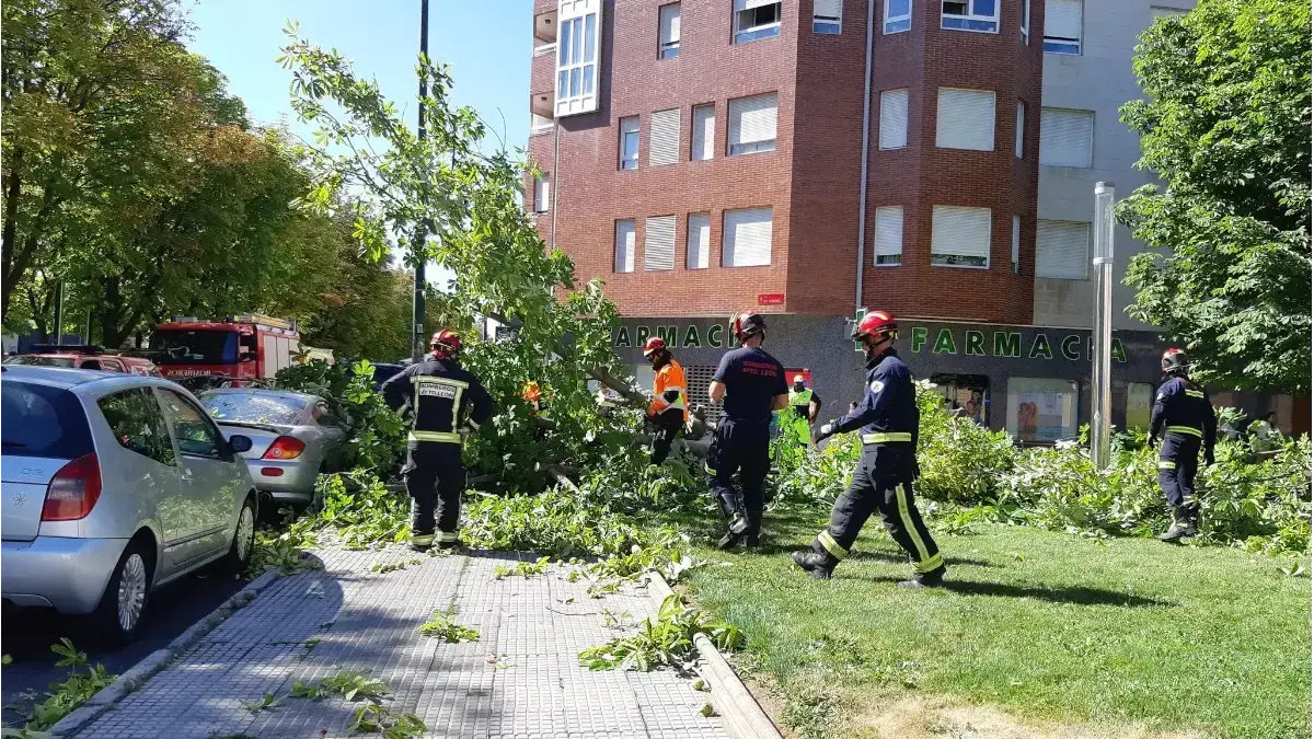 Mal estado de los &aacute;rboles en Le&oacute;n