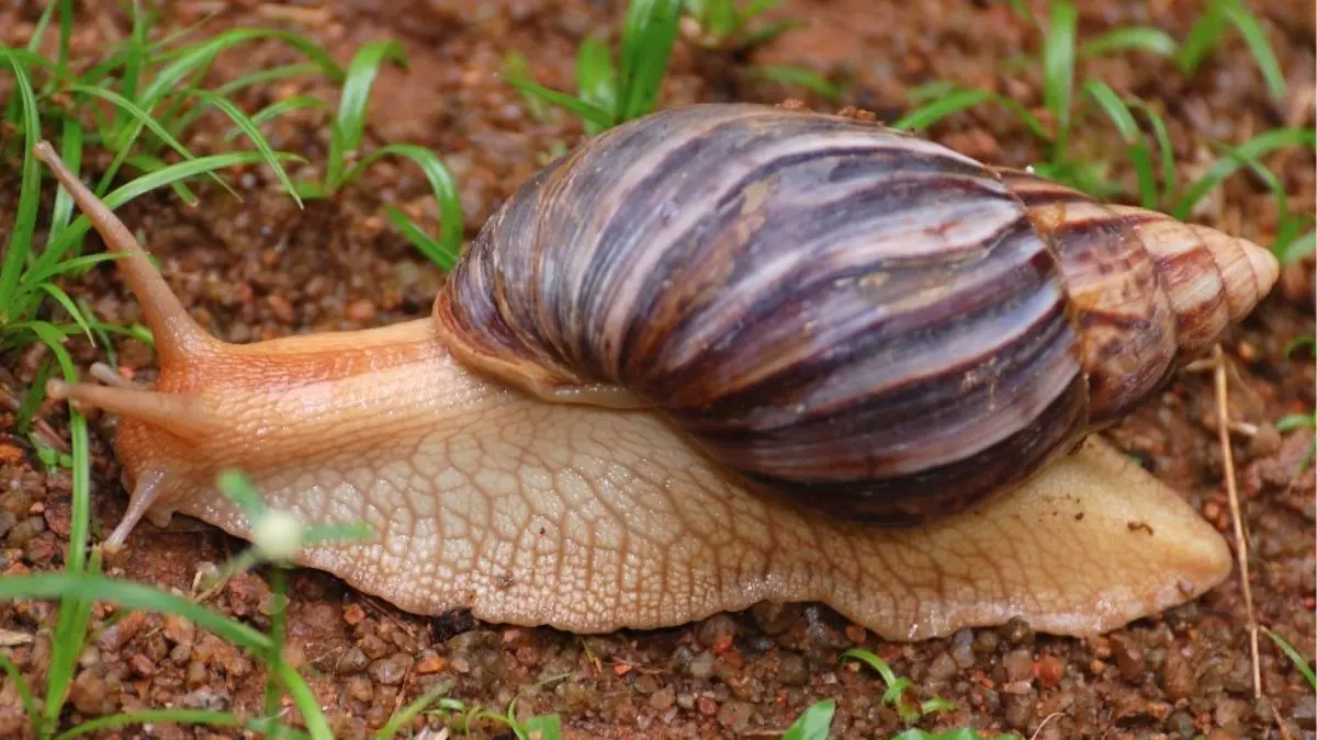 El caracol gigante africano, &iquest;D&oacute;nde se encuentra en Espa&ntilde;a?

#caracol #caracolgiganteafricano #africa #espa&ntilde;a #canarias #digitaldelon

https://digitaldeleon.com/curiosidades/caracol-gigante-africano-donde-encuentra-espana/