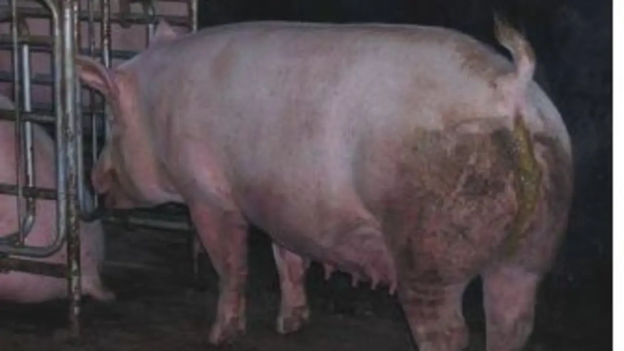 Cerdo en una granja