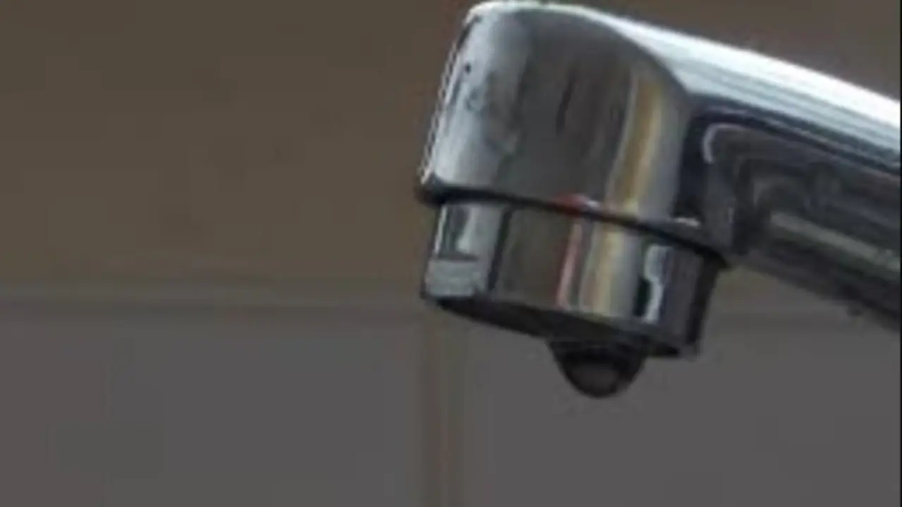 Grifo