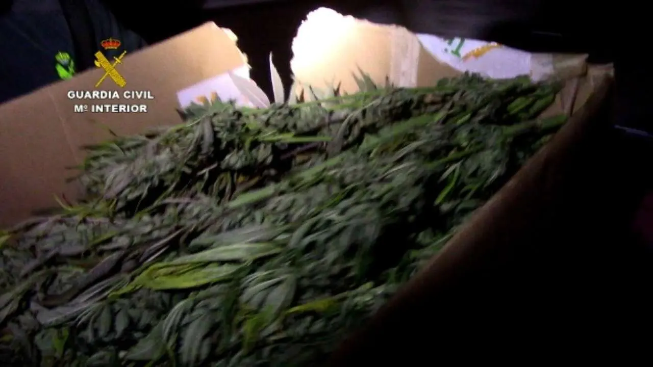Marihuana