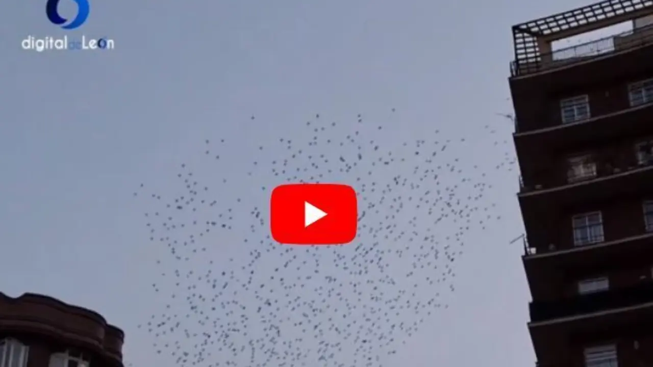 p&aacute;jaros
