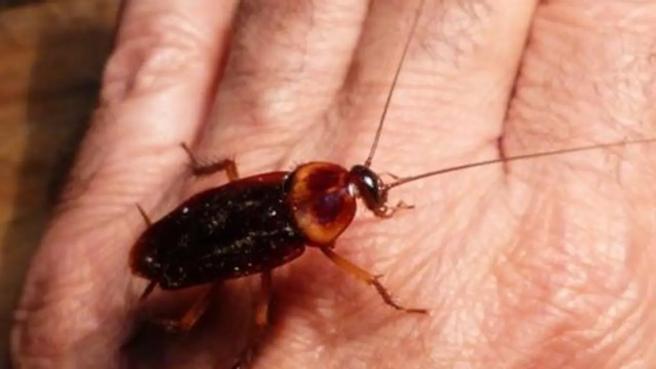 cucaracha