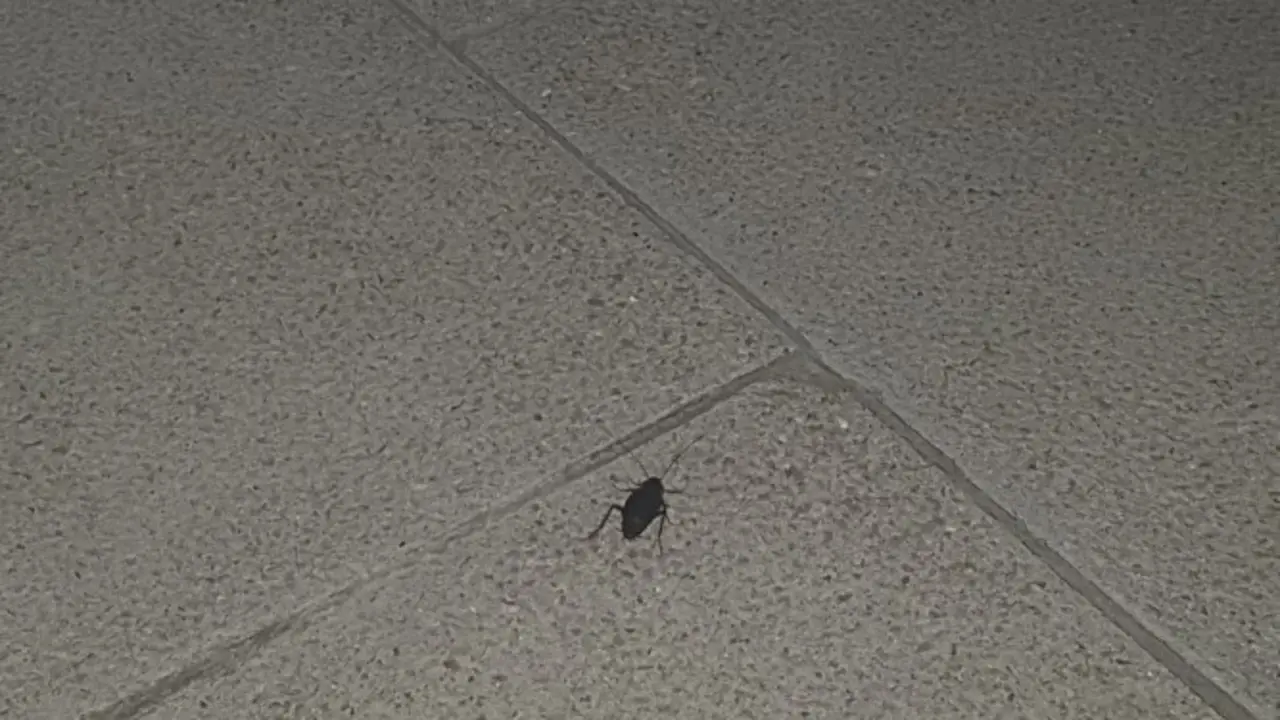 plaga cucarachas