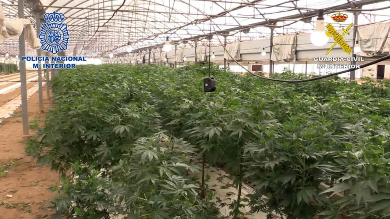 Parte de la plantaci&oacute;n incautada| Polic&iacute;a Nacional y Guarda Civil 