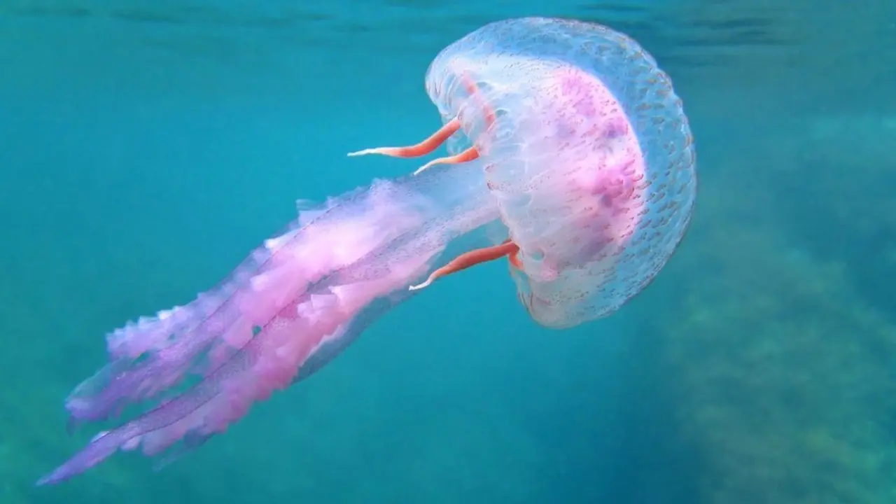 Una aplicaci&oacute;n que te permite localizar medusas