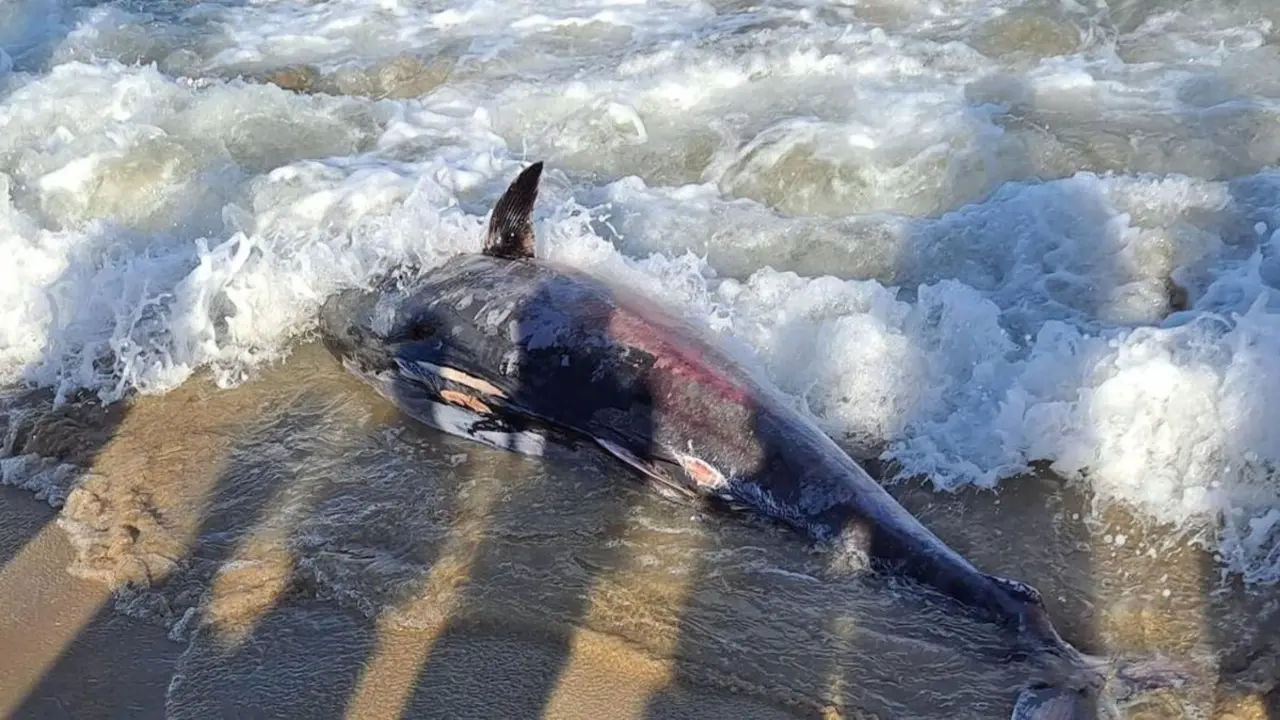 Aparece un at&uacute;n muerto y los ba&ntilde;istas se lo llevan