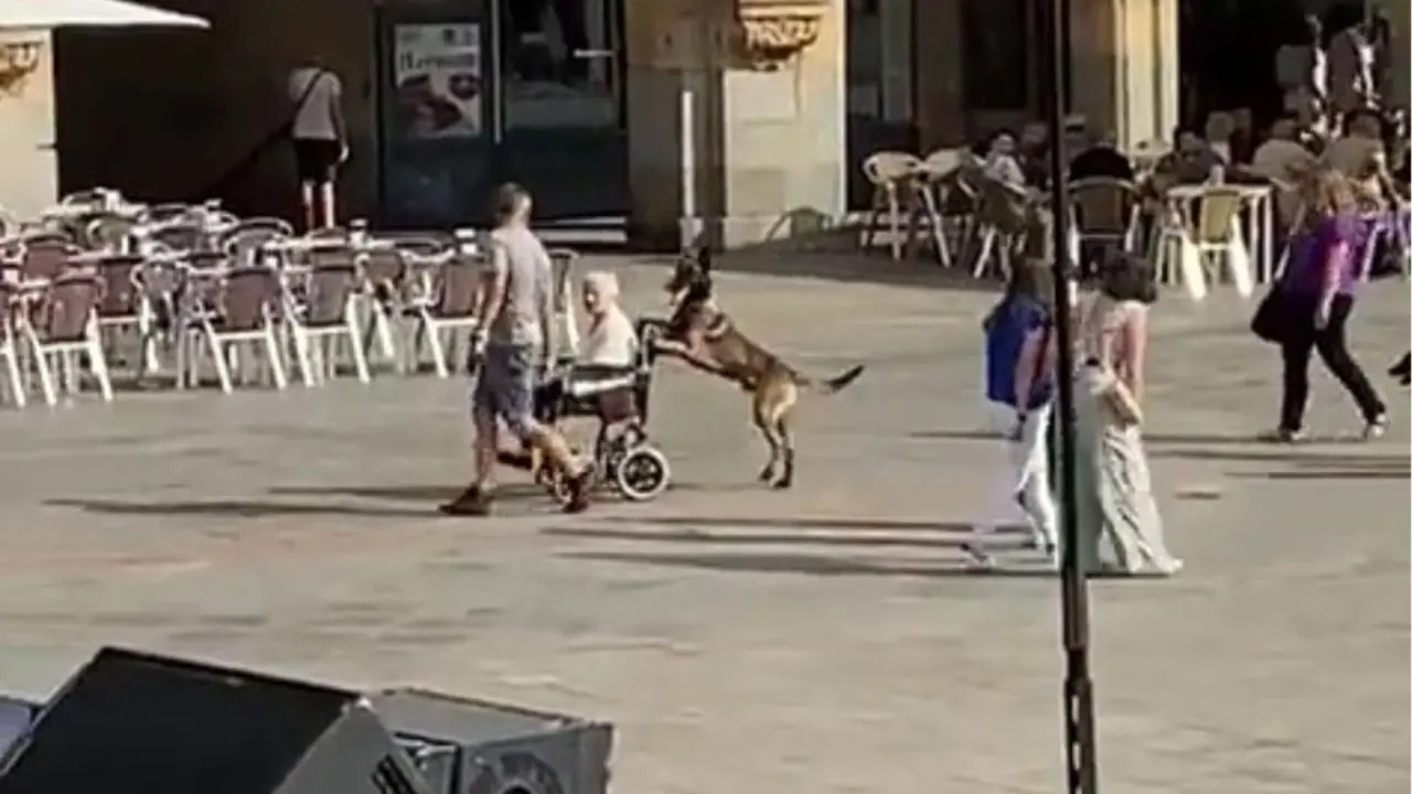 &iexcl;Incre&iacute;ble! Un perro pasea a una mujer en silla de ruedas por la Plaza Mayor 
