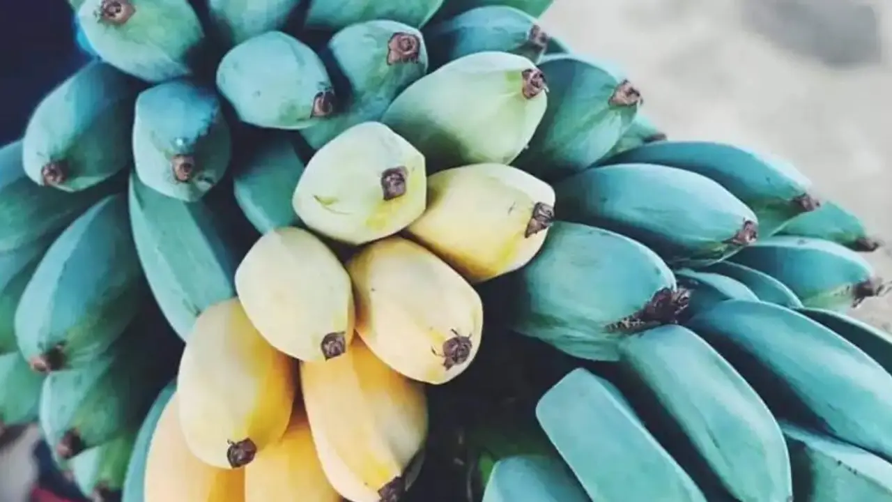 El nuevo pl&aacute;tano de Canarias que es azul