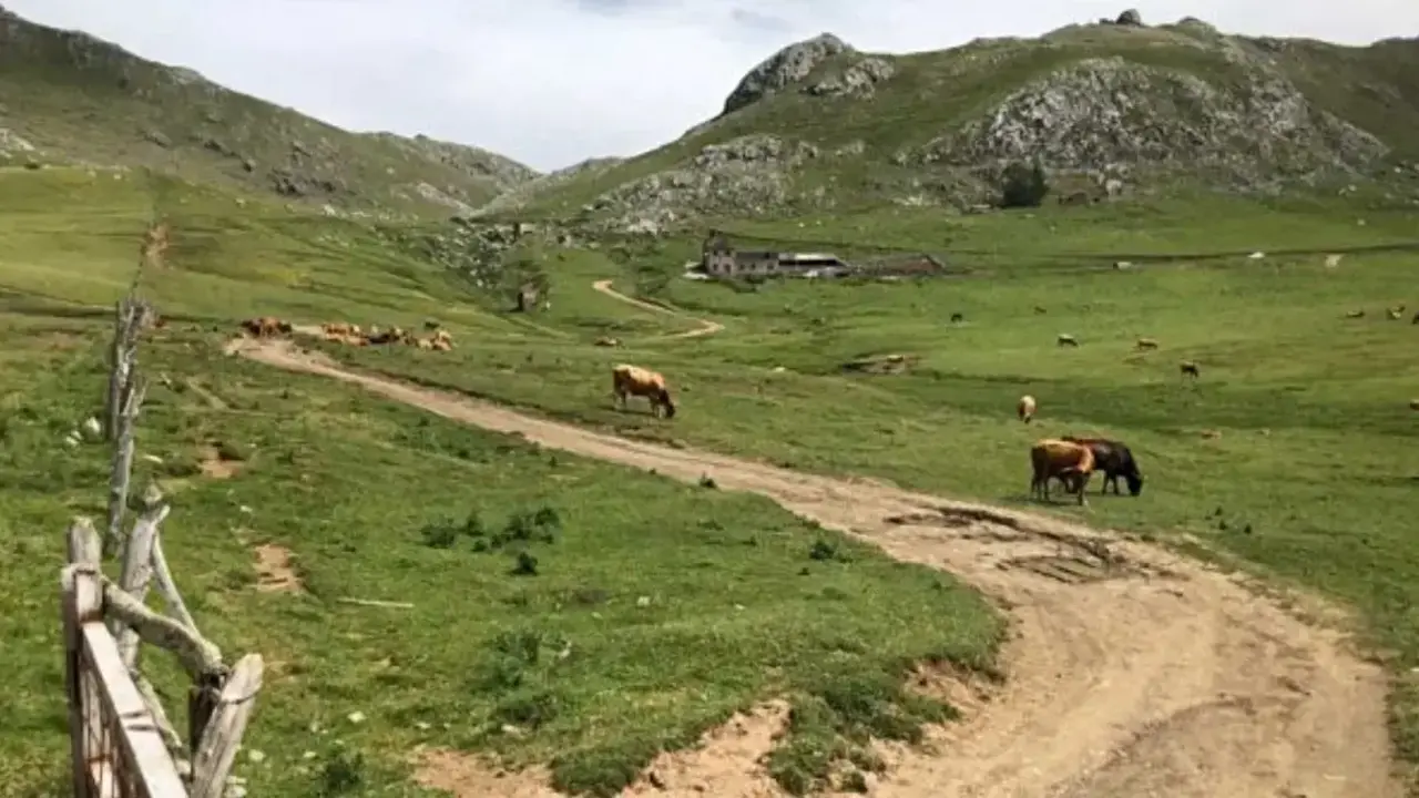 Pasto en Puerto de Pinos