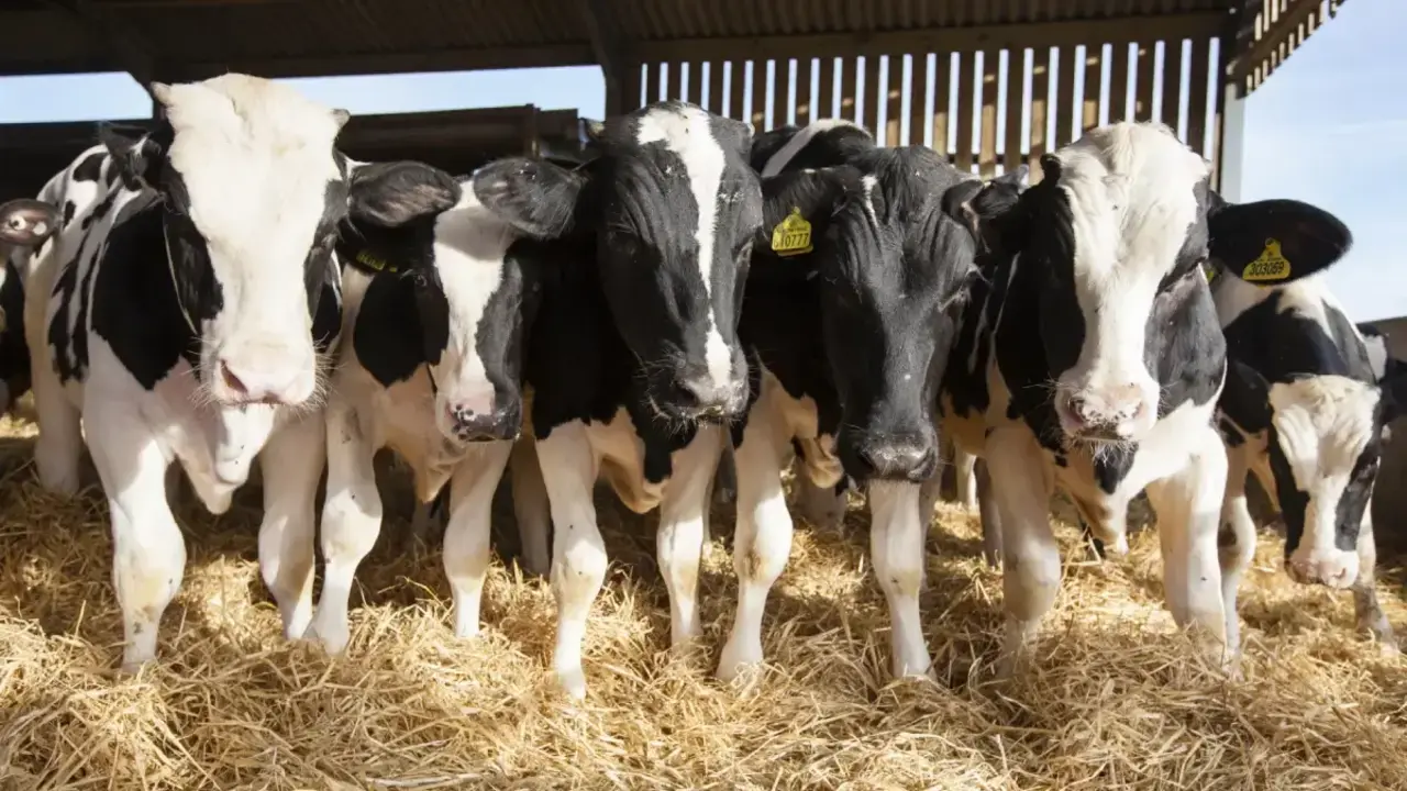 Ganaderos de vacas de leche en Le&oacute;n