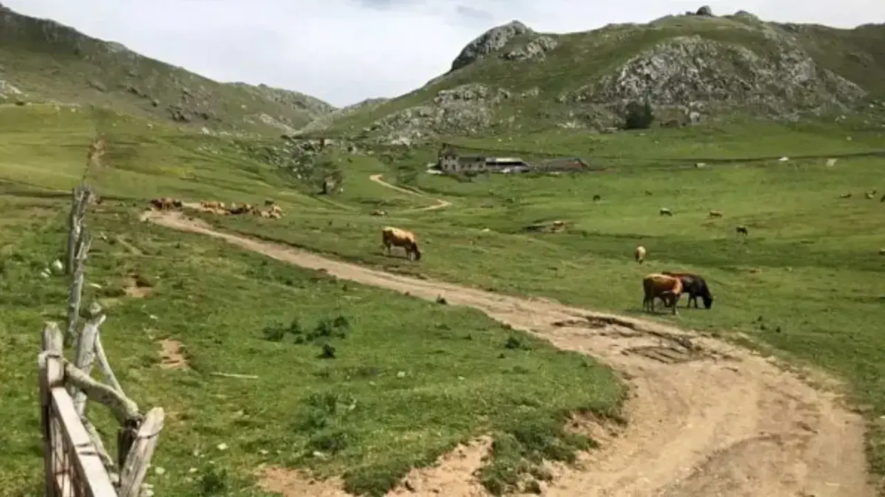 Ganado en Puerto de Pinos, Le&oacute;n.