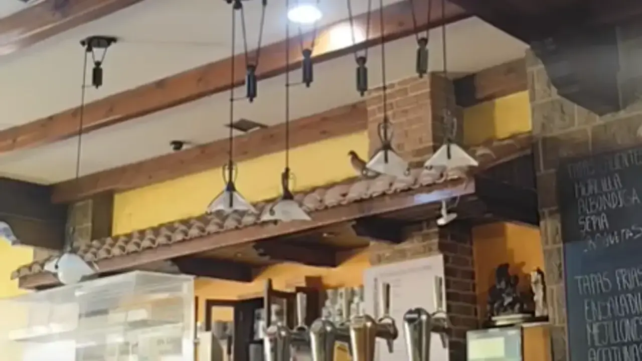 Una paloma en un bar de Le&oacute;n