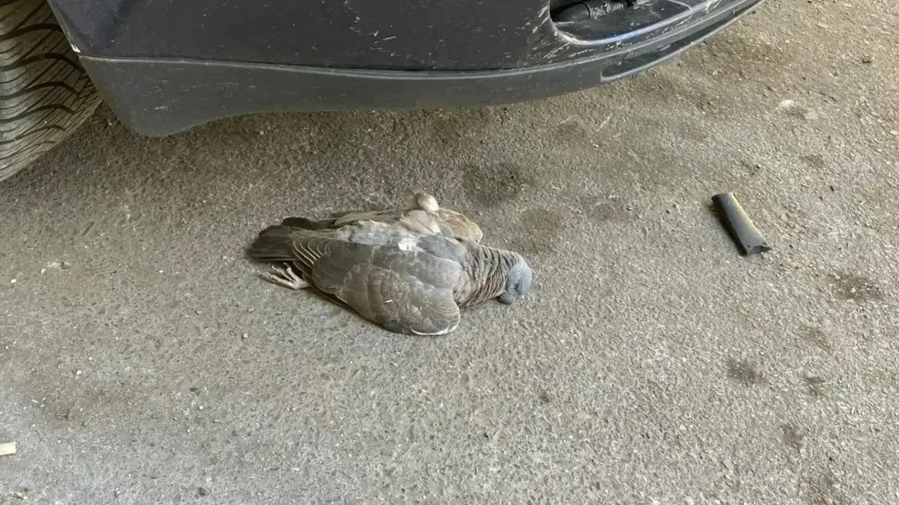 Paloma muerta en las calles de Le&oacute;n.