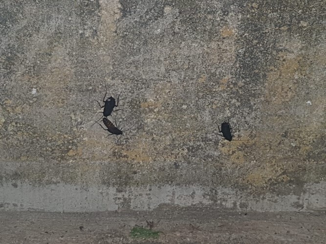 plaga cucarachas eras renueva (3)
