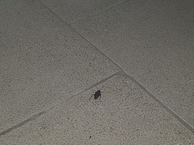 plaga cucarachas eras renueva (3)