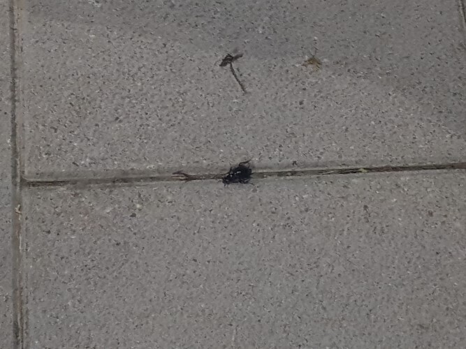 plaga cucarachas eras renueva (3)